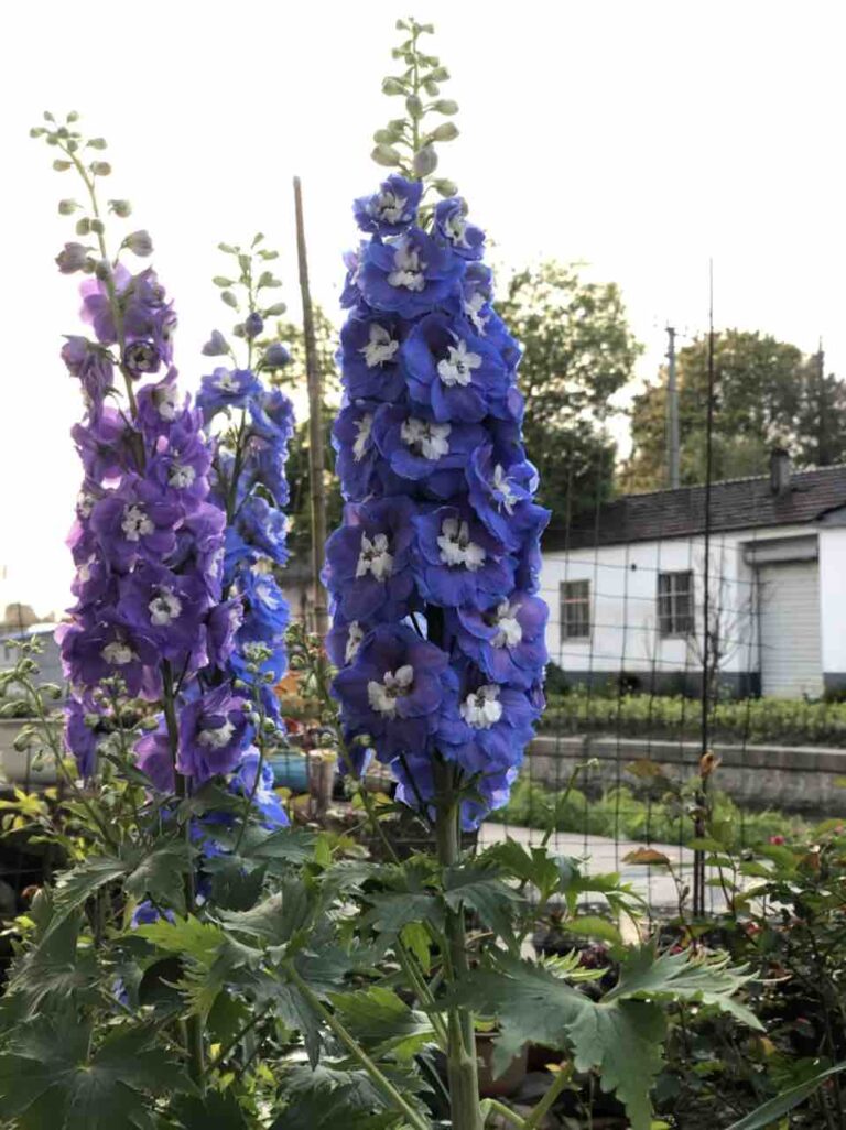 Best July Birth Flower List and Their Meanings