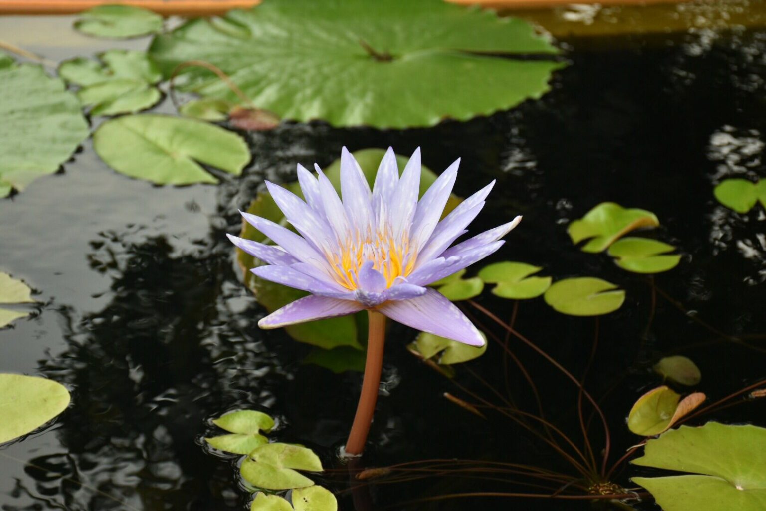 Best July Birth Flower List and Their Meanings