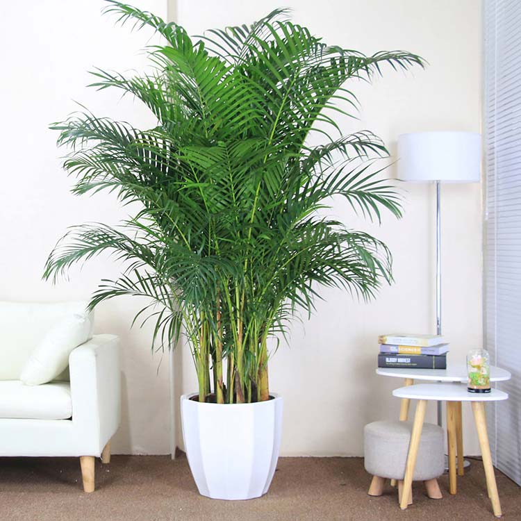 Growing & Caring For Bamboo Palm Indoor Plant