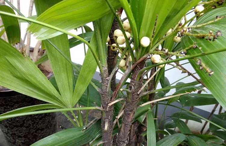 Growing & Caring For Bamboo Palm Indoor Plant