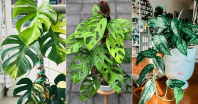 19 Different Types of Monstera | Most Popular Varieties to Grow