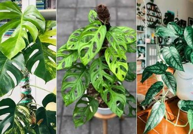 19 Different Types of Monstera | Most Popular Varieties to Grow