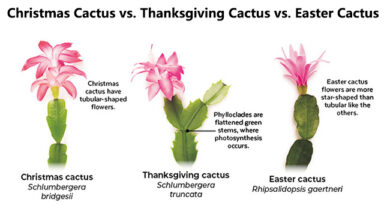 Differences Between Christmas Cactus & Thanksgiving