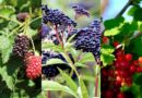 Top 17 Berry Varieties You Can Easily Grow in Your Garden