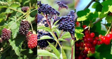 Top 17 Berry Varieties You Can Easily Grow in Your Garden