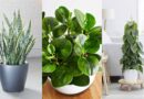 15 Most Popular Houseplants in America (According to 2025 Google Trends)
