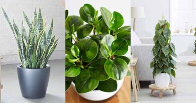 15 Most Popular Houseplants in America (According to 2025 Google Trends)