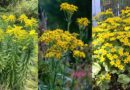 38 Yellow Flower Weeds You’ll Spot in Lawns and Gardens