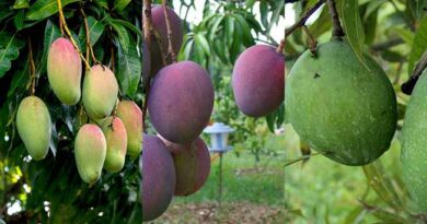 World’s Top 60 Mango Varieties by Flavor, Color & Region