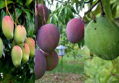 World’s Top 60 Mango Varieties by Flavor, Color & Region