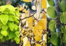 17 Gorgeous Trees with Heart-Shaped Leaves (And Why They’re Worth Planting)