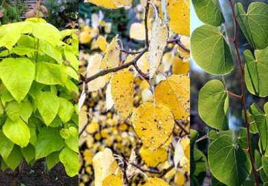 17 Gorgeous Trees with Heart-Shaped Leaves (And Why They’re Worth Planting)