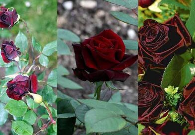 15 Types of Black Roses Varieties | Meaning and Care Tips