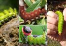 27 Types of Green Caterpillars You Should Know About