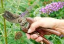 11 Shrubs You Should Propagate in September (and Get Free Plants Next Year)
