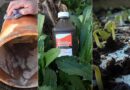 The Secret Every Gardener Needs: 18 Hydrogen Peroxide Benefits