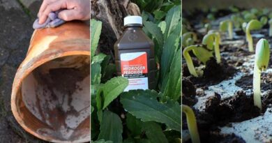 The Secret Every Gardener Needs: 18 Hydrogen Peroxide Benefits