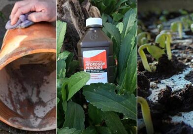 The Secret Every Gardener Needs: 18 Hydrogen Peroxide Benefits