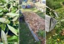 8 Surprising Benefits of Scattering Bay Leaves in Your Garden