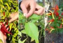 Do This One Month Before Harvesting Peppers for Extra Flavor and Heat