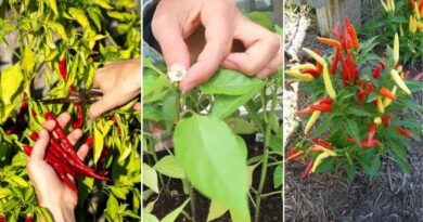Do This One Month Before Harvesting Peppers for Extra Flavor and Heat