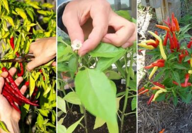 Do This One Month Before Harvesting Peppers for Extra Flavor and Heat
