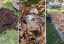 Don’t Throw Away Fall Leaves: 14 Creative Ways to Reuse Them