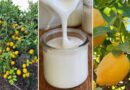 How to Use Yogurt on Citrus Trees for More Flowers and Fruits