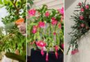 6 Easy Tricks to Make Your Christmas Cactus Bloom Early