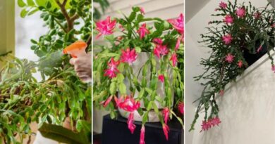6 Easy Tricks to Make Your Christmas Cactus Bloom Early