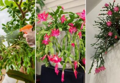 6 Easy Tricks to Make Your Christmas Cactus Bloom Early