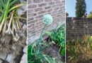 What to Do if Garlic Flowers? (Scapes, Bulbs, and Harvest Tips)