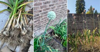 What to Do if Garlic Flowers? (Scapes, Bulbs, and Harvest Tips)