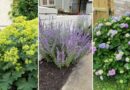 Stop! Don’t Cut These Perennials in Fall or You’ll Regret It in Spring
