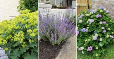 Stop! Don’t Cut These Perennials in Fall or You’ll Regret It in Spring