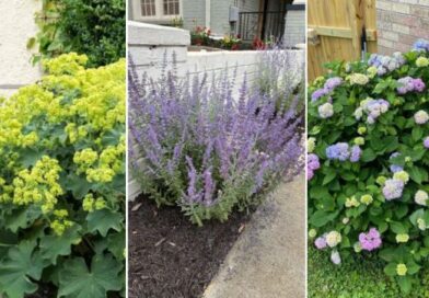 Stop! Don’t Cut These Perennials in Fall or You’ll Regret It in Spring