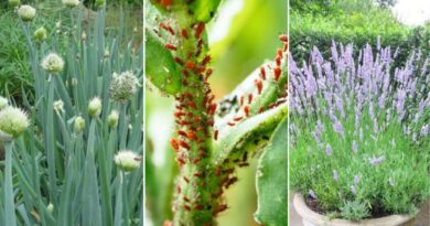 17 Plants That Naturally Keep Aphids Away From Your Garden