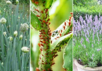 17 Plants That Naturally Keep Aphids Away From Your Garden