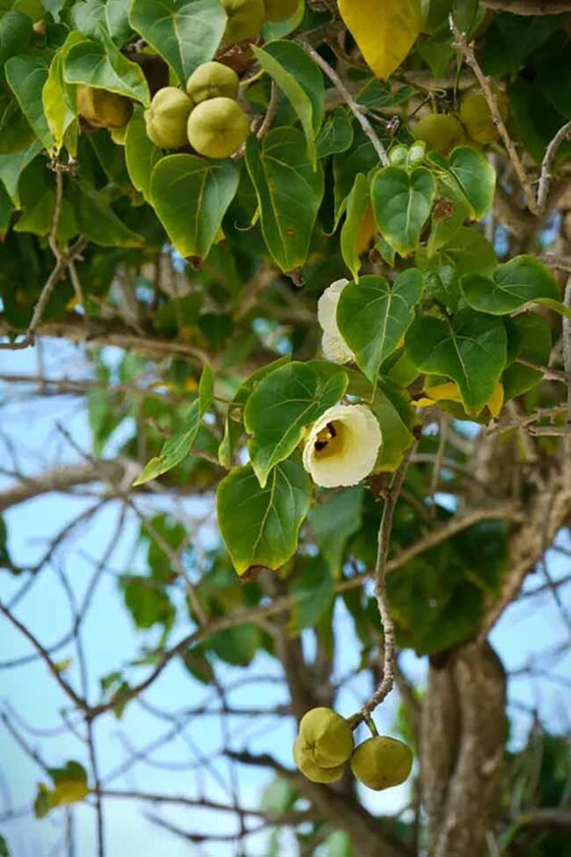 22 Beautiful but Most Toxic Plants to Avoid in Your Garden