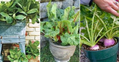 Quick Fall Crops: 20 Vegetables to Grow in Pots for a Fresh Fall Harvest