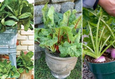 Quick Fall Crops: 20 Vegetables to Grow in Pots for a Fresh Fall Harvest