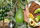 The Truth About Avocados: Fruit, Vegetable, or Both?