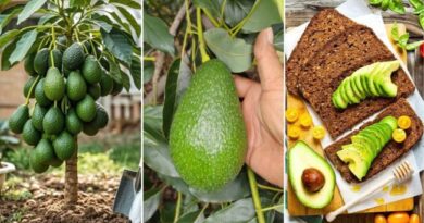 The Truth About Avocados: Fruit, Vegetable, or Both?