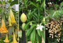 22 Beautiful but Most Toxic Plants to Avoid in Your Garden