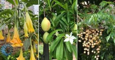 22 Beautiful but Most Toxic Plants to Avoid in Your Garden
