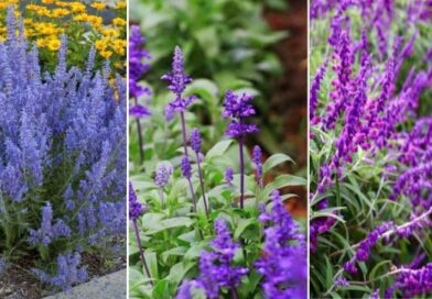 Why Russian Sage Is Ideal for Busy Gardeners Who Want Long-Lasting Blooms