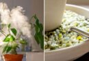 11 Easy Ways to Raise Humidity for Houseplants