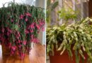 7 Simple Tricks That Make Your Christmas Cactus Bushier (Grow Like Crazy)