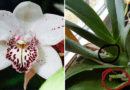 8 Things Your Orchids Need in November If You Want Early Spring Blooms