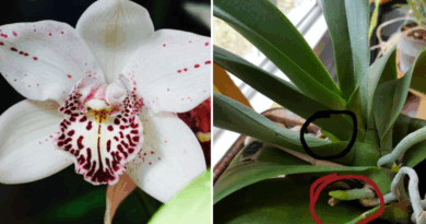 8 Things Your Orchids Need in November If You Want Early Spring Blooms